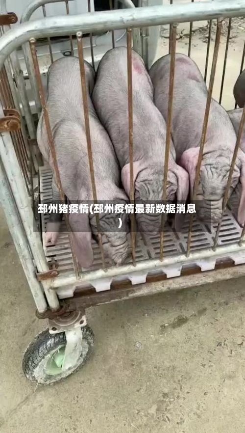 邳州猪疫情(邳州疫情最新数据消息)-第3张图片