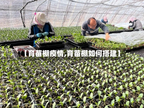 【育苗棚疫情,育苗棚如何搭建】-第2张图片